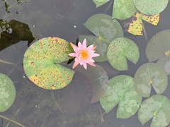 Nymphaea odorata