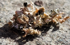 Physcia adscendens