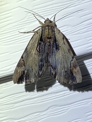 Catocala ultronia