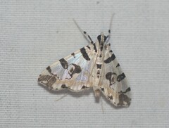 Conchylodes salamisalis
