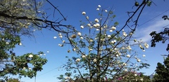 Ceiba speciosa
