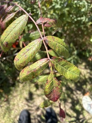 Rhus