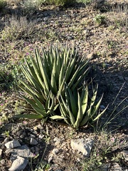 Agave lechuguilla