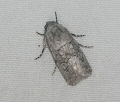 Sympistis sectiloides