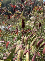 Rhus