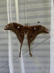 Coscinocera hercules