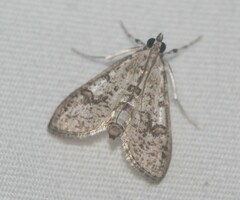 Palpita