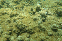 Montipora