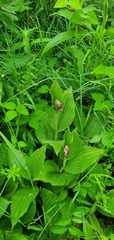 Cypripedium reginae