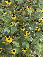 Rudbeckia triloba