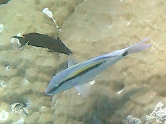 Parupeneus barberinus