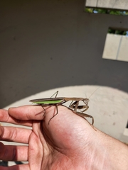 Tenodera sinensis