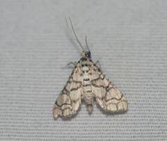 Hileithia rehamalis