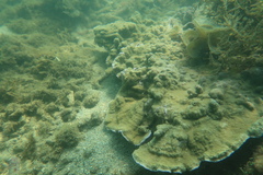 Acroporidae