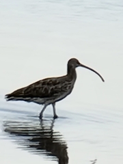 Numenius madagascariensis