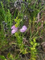 Agalinis auriculata