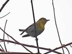 Vireo flavifrons
