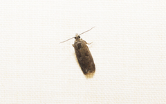 Agonopterix argillacea