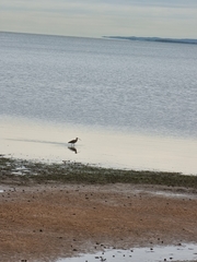 Numenius madagascariensis