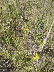 Rudbeckia missouriensis