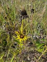 Rudbeckia missouriensis