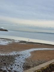 Numenius madagascariensis