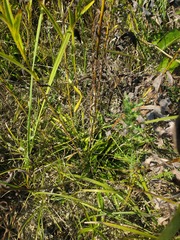 Rudbeckia missouriensis