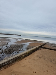 Numenius madagascariensis