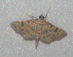 Ommatospila narcaeusalis