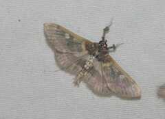 Apilocrocis brumalis