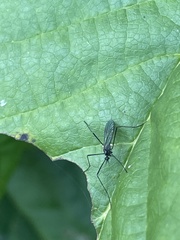 Gnophomyia tristissima