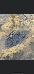 Lithobates sylvaticus