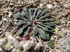 Calyptridium monospermum