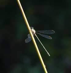 Chalcolestes parvidens