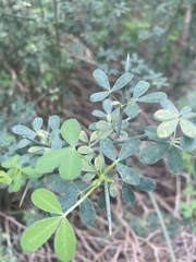 Calicotome spinosa