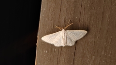 Idaea tacturata