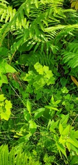 Ribes americanum