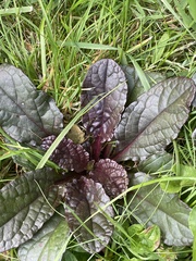 Ajuga reptans