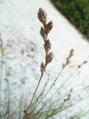 Carex silicea