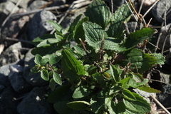 Dracocephalum thymiflorum