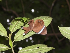 Amnosia decora