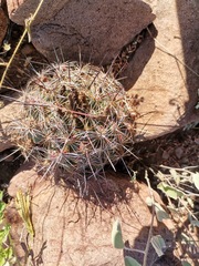 Coryphantha