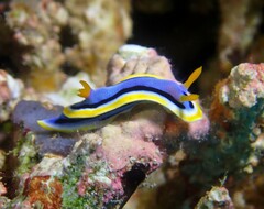 Chromodoris annae