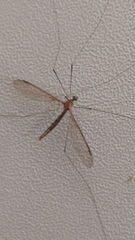 Tipulomorpha