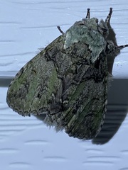 Macrurocampa marthesia
