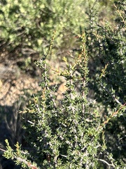 Condalia ericoides