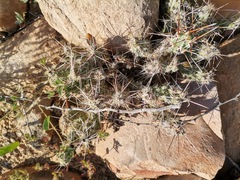 Grusonia
