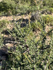 Condalia ericoides