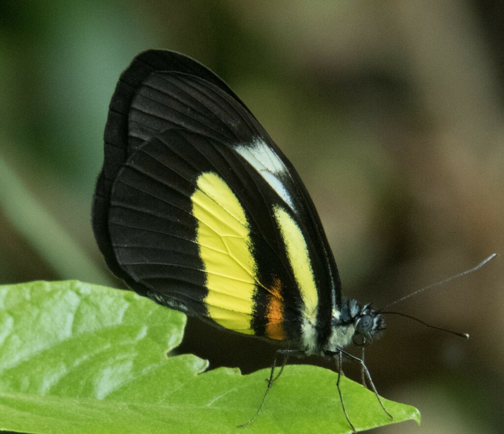 Perrhybris lypera