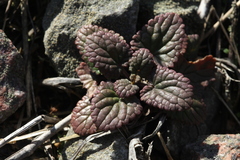 Dracocephalum thymiflorum